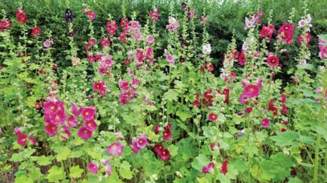 Roots Rx: All About Hollyhocks Image